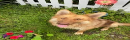 German Shepherd dogs for sale: Strong beautiful playful puppies  - Advert 29