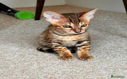 Savannah cats for sale: TICA Reg F3 Savannah Female Kitten ONE LEFT - Image 18