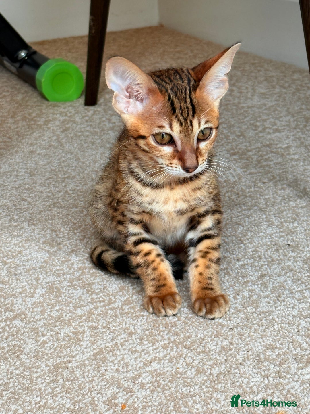 Savannah cats for sale: TICA Reg F3 Savannah Female Kitten ONE LEFT - Image 18
