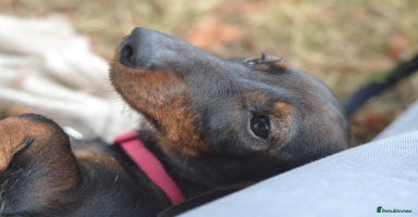 Miniature Dachshund dogs in Stowmarket - Advert 3