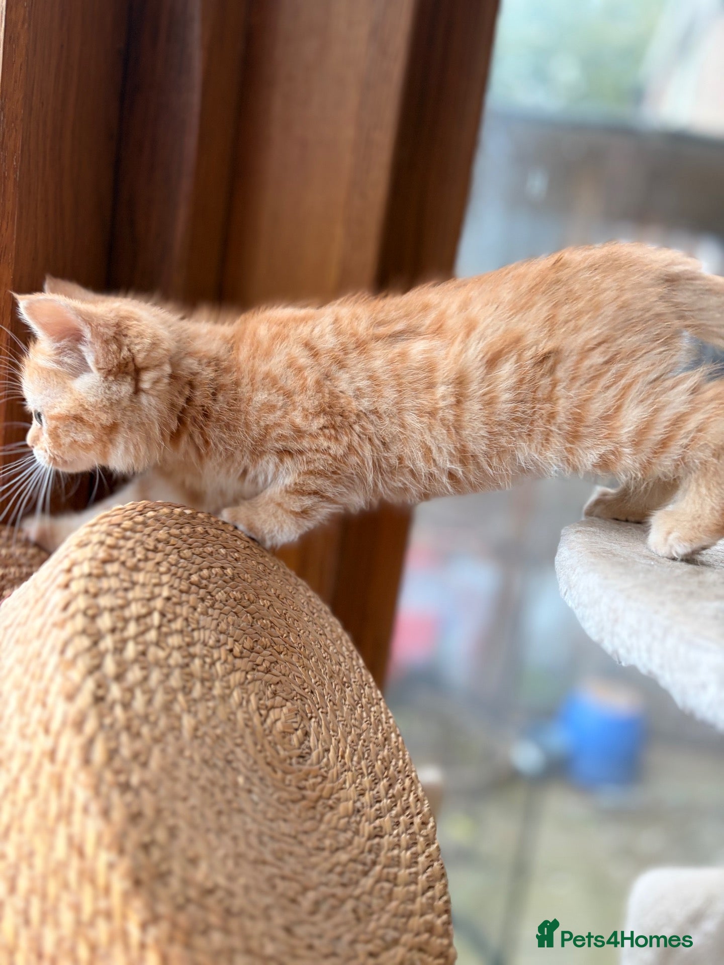 Persian cats BEAUTIFUL PERSIAN X KITTENS READY NOW - Advert 6