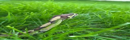 Python Snake reptiles for sale: Ball python in Newark - Advert 3