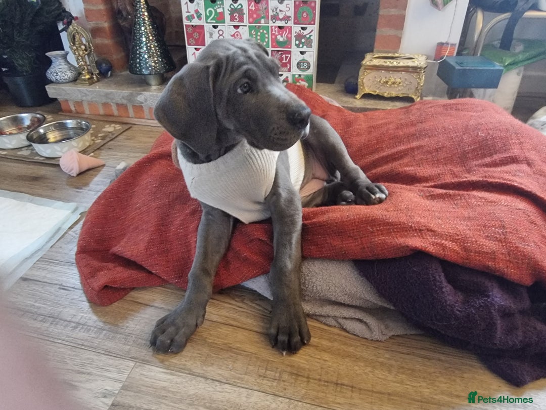 Great Dane dogs for sale: Female Great Dane Puppy Looking for Forever Home - Advert 1