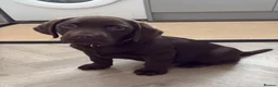 Labrador Retriever dogs for sale: Gorgeous girl needing a home - Advert 3