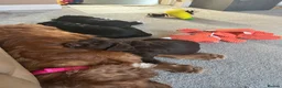 Cocker Spaniel dogs for sale: Kc working cocker spaniel puppies - Advert 3