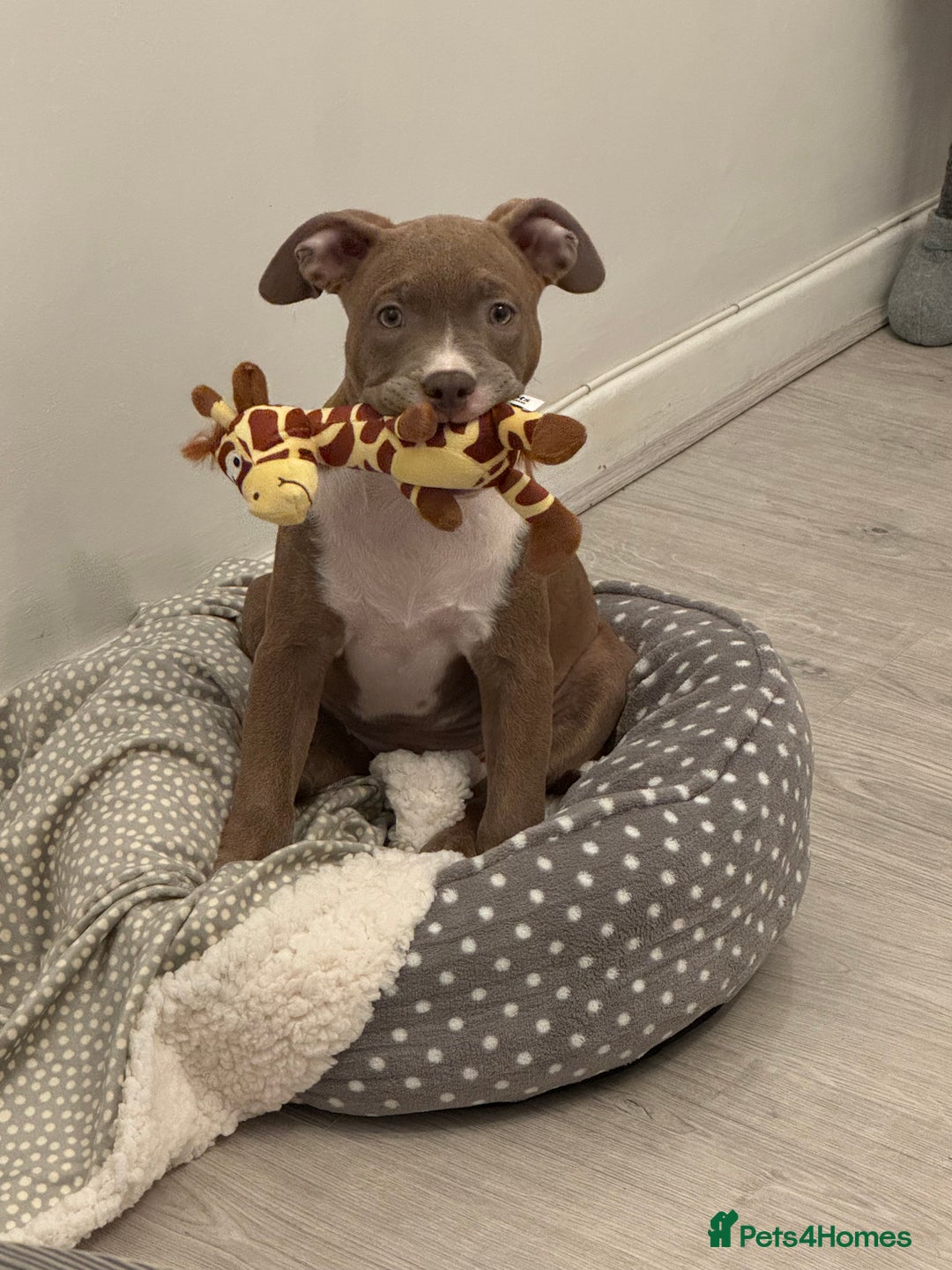 American Bull Staffy dogs for sale: Beautiful Home-Reared Puppies! - Advert 10