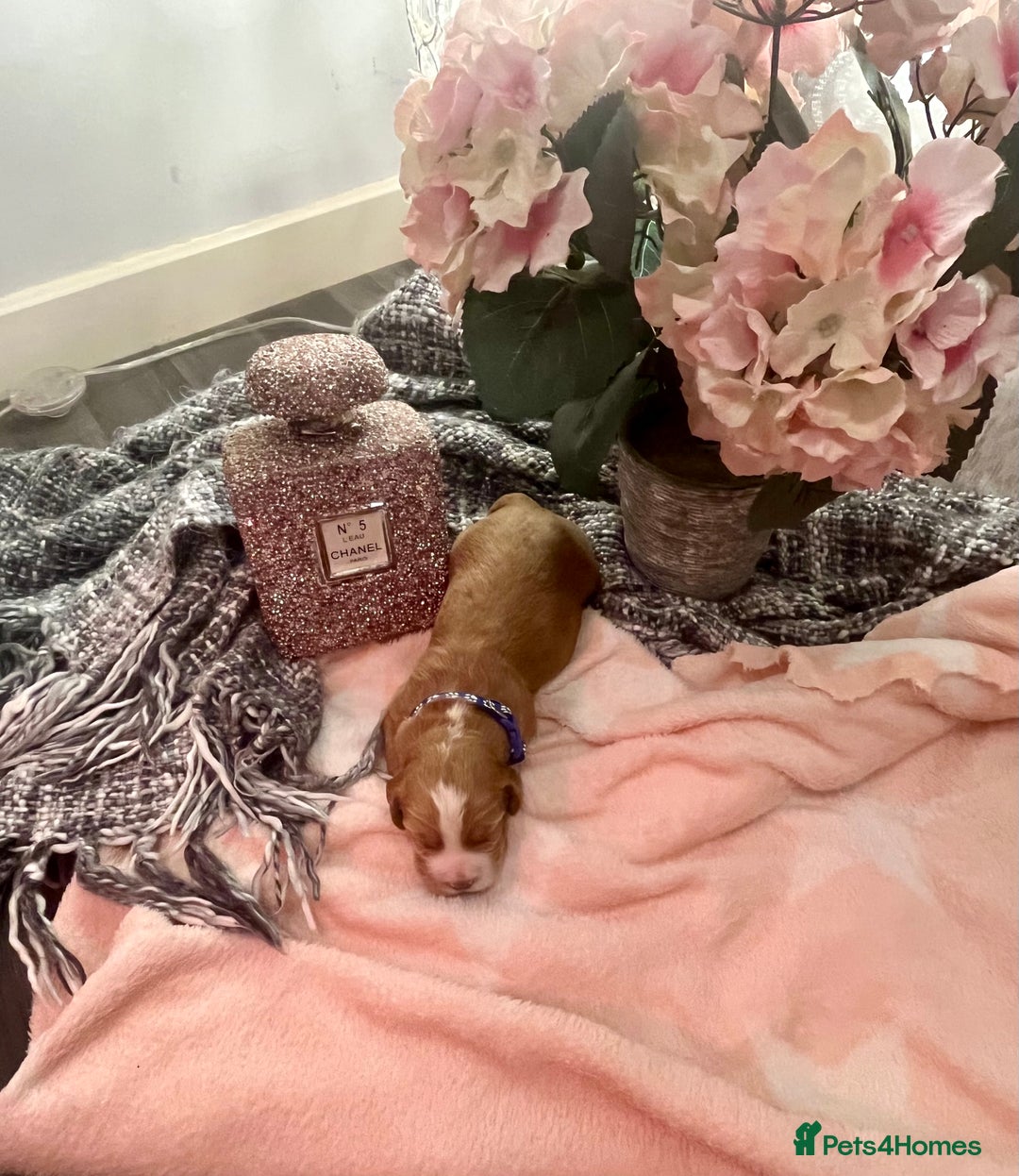 Cocker Spaniel dogs for sale: Pedigree Cocker Spaniel Puppies Fir Sale  - Advert 10