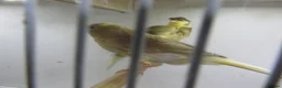 Canaries birds for sale: Young canary chicks for sale aviary bred in St. Neots - Advert 4