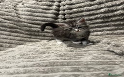 Maine Coon cats for sale: Mainecoon full pedigree kittens - Advert 4