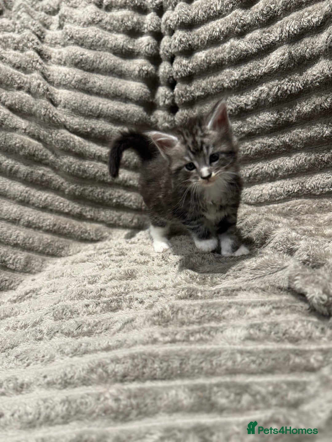 Maine Coon cats for sale: Mainecoon full pedigree kittens - Advert 4