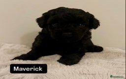Maltipoo dogs for sale: Adorable F1B Merle** Maltipoo Puppies for sale - Image 7