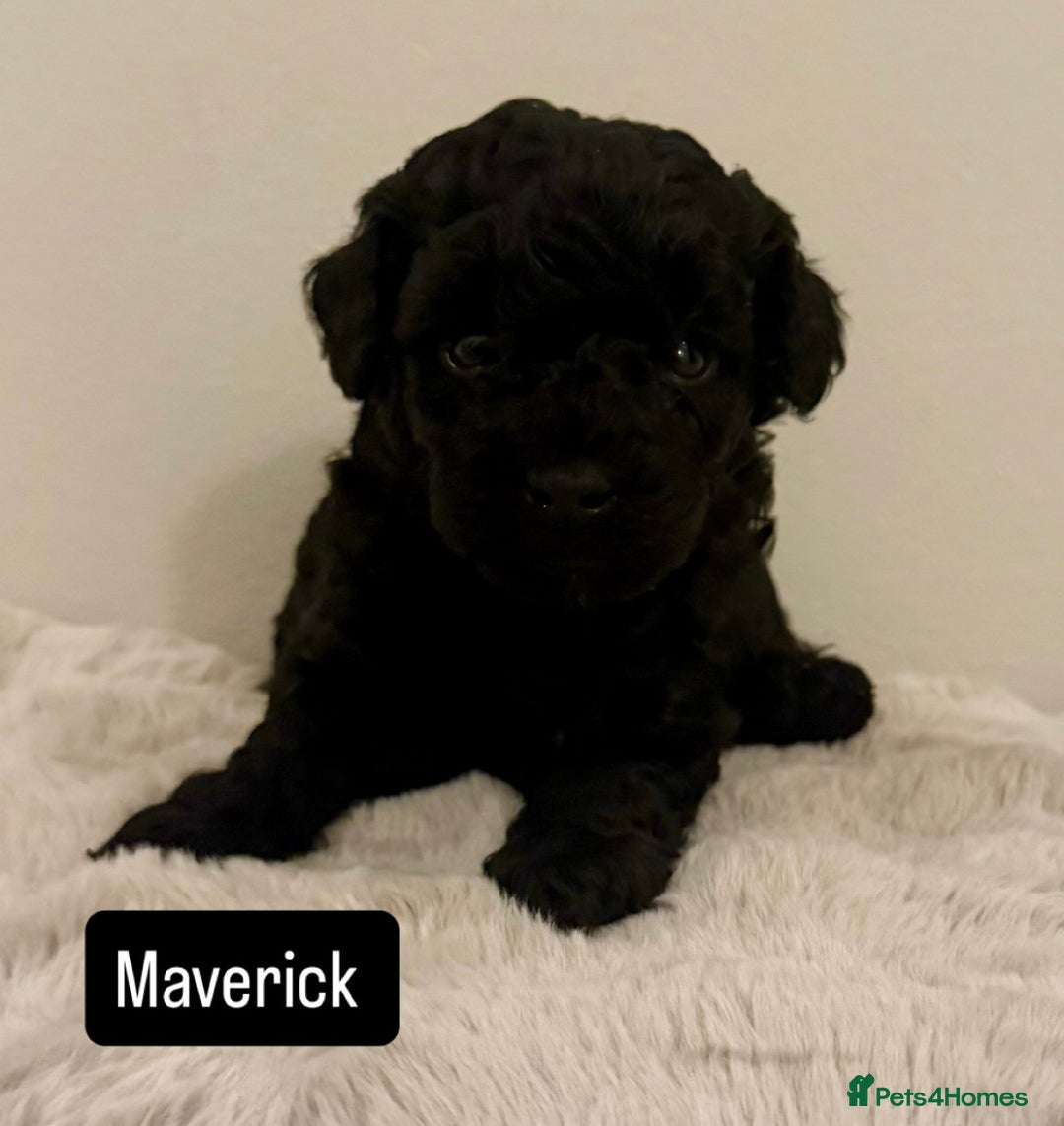 Maltipoo dogs for sale: Adorable F1B Merle** Maltipoo Puppies for sale - Image 7