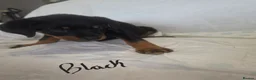 Rottweiler dogs for sale: Rottweiler puppies  READY TO GO  in Newcastle upon Tyne - Advert 4