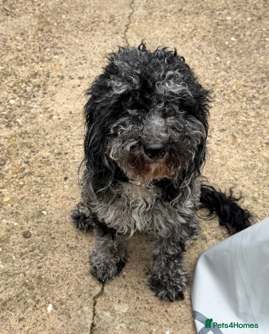 Cockapoo dogs for sale: Tinkerbell F1b merle cockapoo - Advert 4