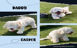 Cavapoo dogs for sale: Miniature Australian Cavadoodles - Image 6