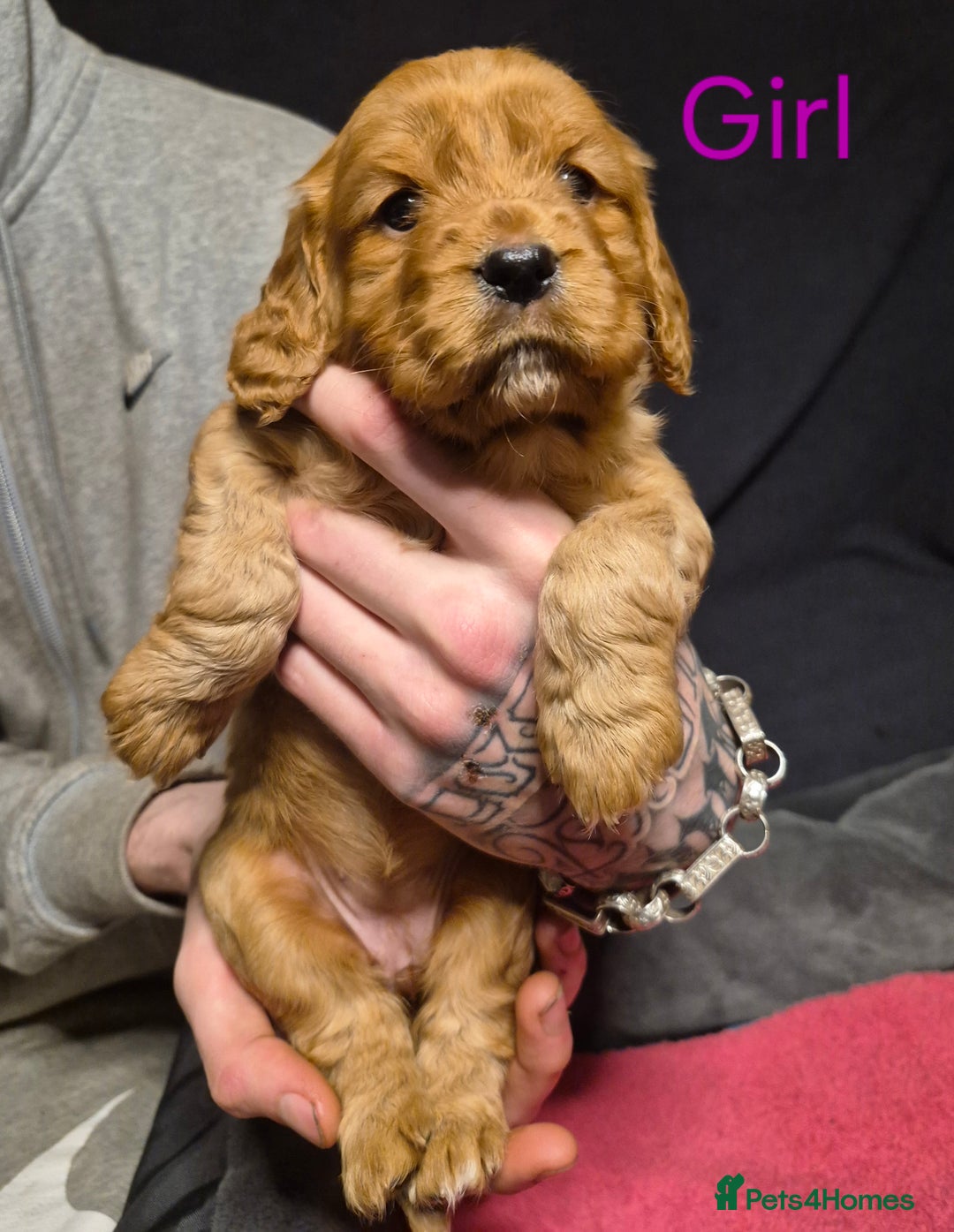 Mixed Breed dogs for sale: Sproker spaniel cross Cavalier King Charles  - Advert 21