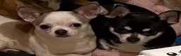 Chihuahua dogs for sale: 1 Male 1 female chihuahua for loving homes - Advert 14