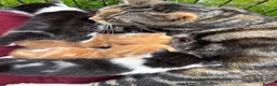 Mixed Breed cats for sale: 4 kittens for sale  - Advert 1