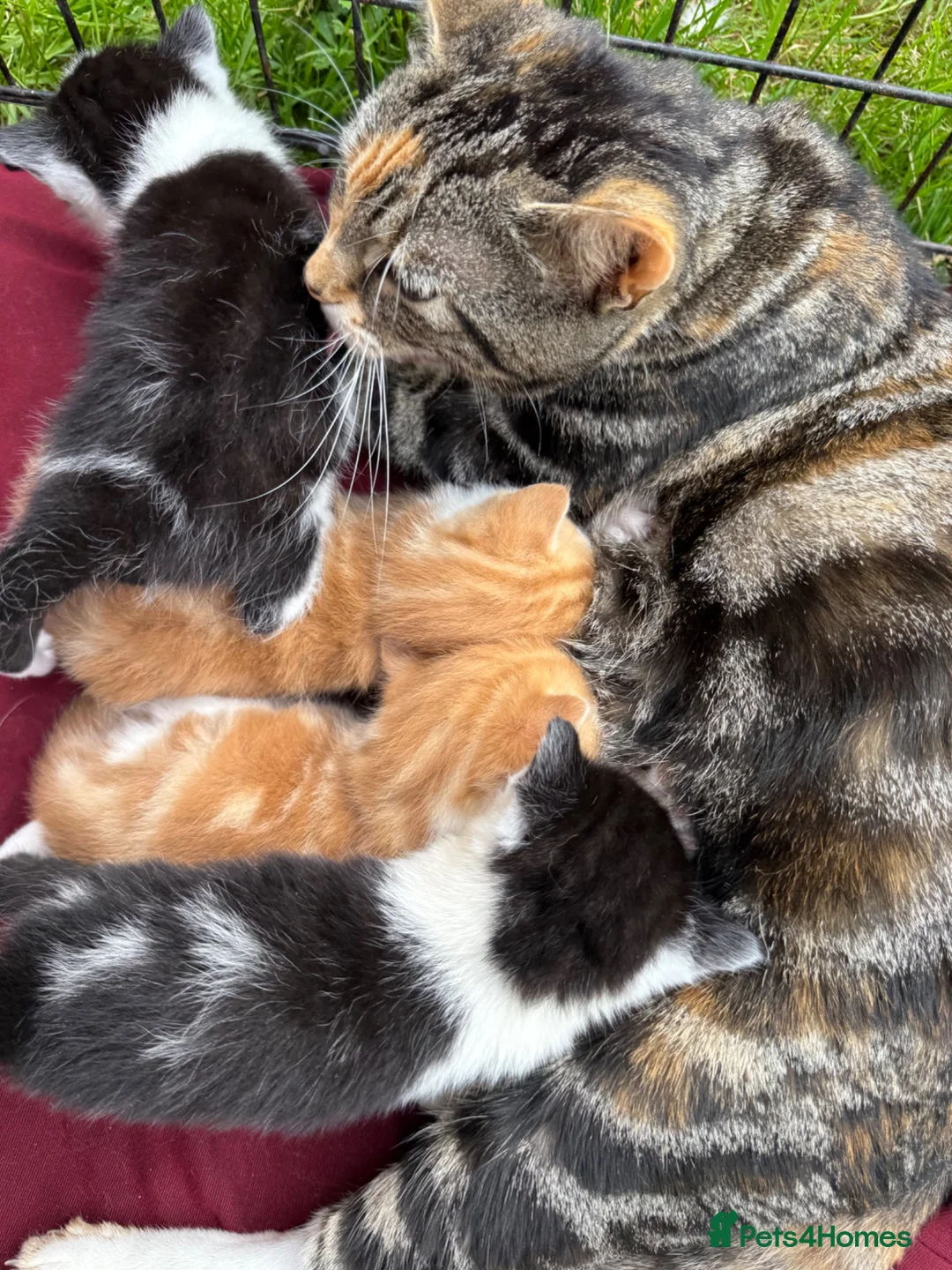 Mixed Breed cats for sale: 4 kittens for sale  - Advert 1