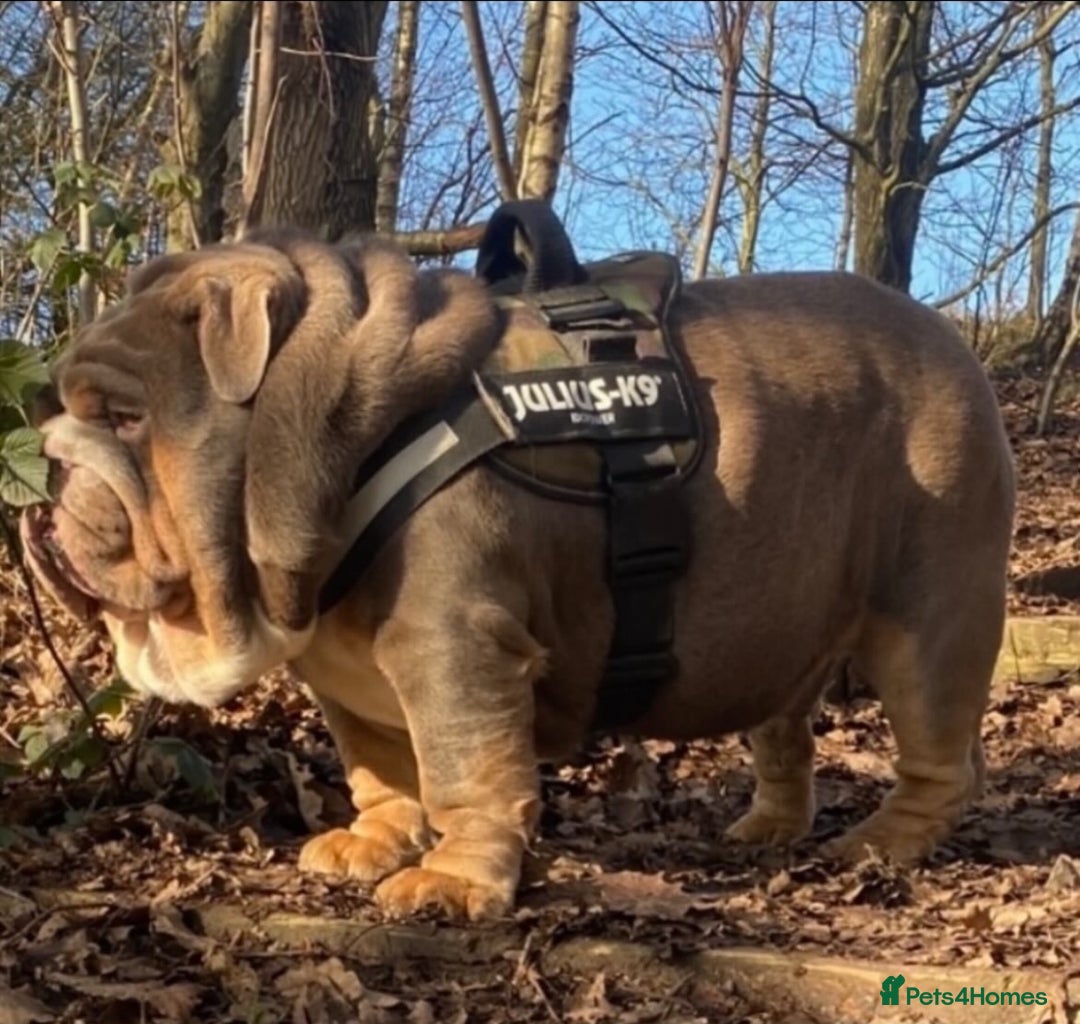 English Bulldog dogs for sale: Lilac Merle female English bulldog puppies  - Advert 3