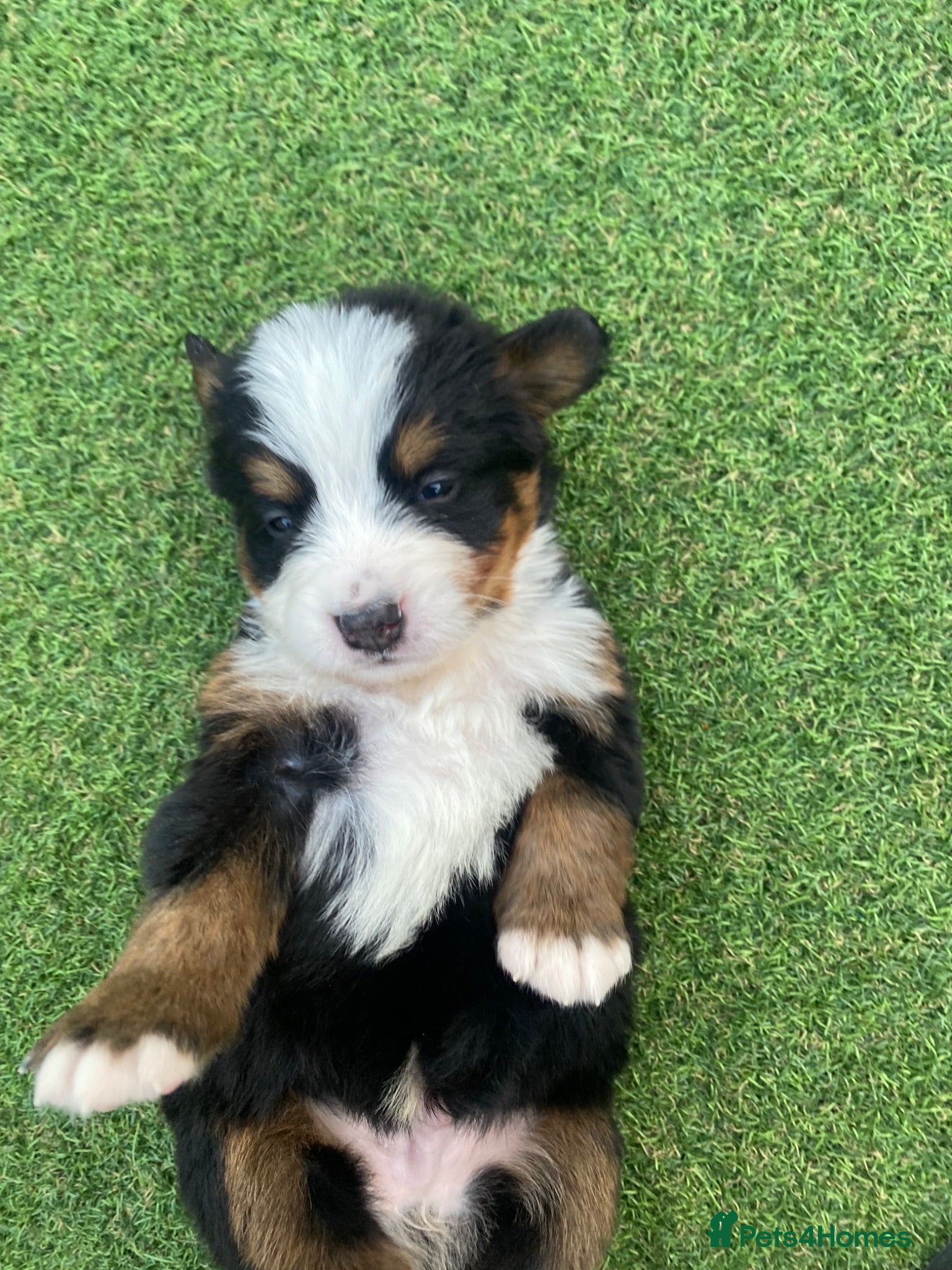 Bernedoodle dogs Beautiful Tri colour bernedoodle puppies  - Advert 7
