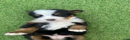 Bernedoodle dogs for sale: Beautiful Tri colour bernedoodle puppies  - Advert 2