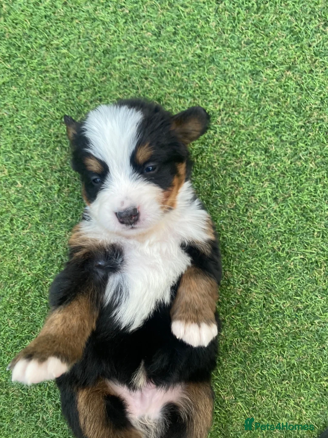 Bernedoodle dogs for sale: Beautiful Tri colour bernedoodle puppies  - Advert 2