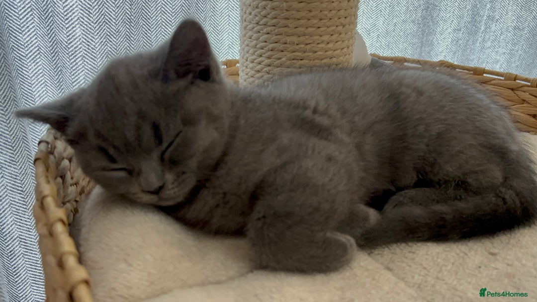 British Shorthair cats for sale: 🏆 pedigree British shorthair🏆 - Image 9