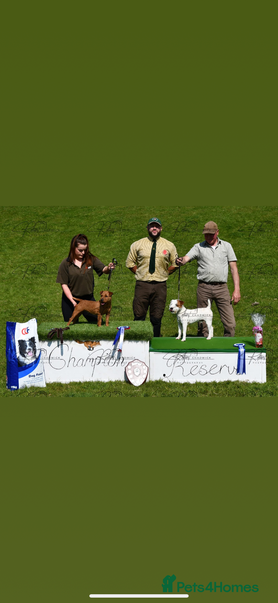 Lakeland Terrier dogs for sale: Red Working Type Lakeland Terrier Male For Sale - Advert 16