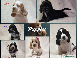 Cocker Spaniel dogs Show type unique markings cocker spaniel puppies - Advert 3