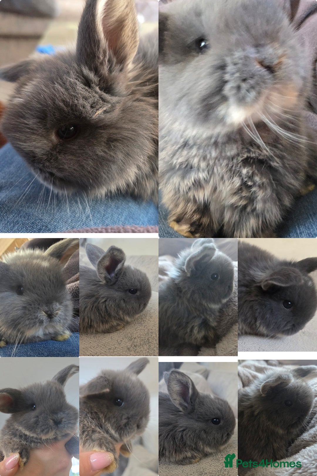 Mini Lop rabbits for sale: 4 Beautiful Mini Lops for sale - Advert 6