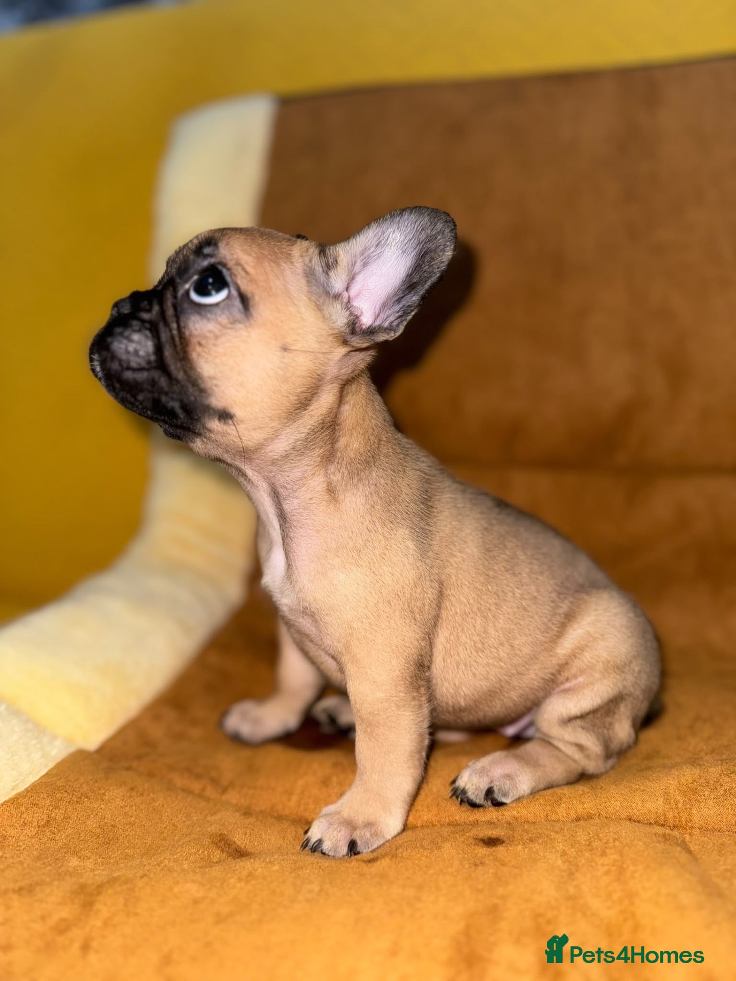 French Bulldog dogs Miss Elena  - Advert 2
