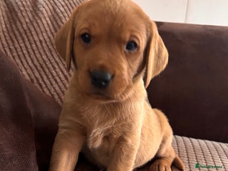 Labrador Retriever dogs Labrador Puppies Yellow & Red Fox - Advert 1
