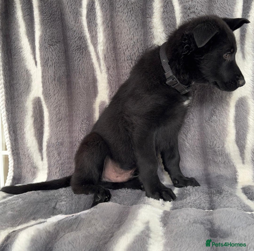 German Shepherd dogs for sale: KC Reg DDR GSD Puppy Rare Bloodline - Advert 10