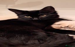 Ragdoll cats for sale: 5 month old male ragdoll cross bombay - Advert 1