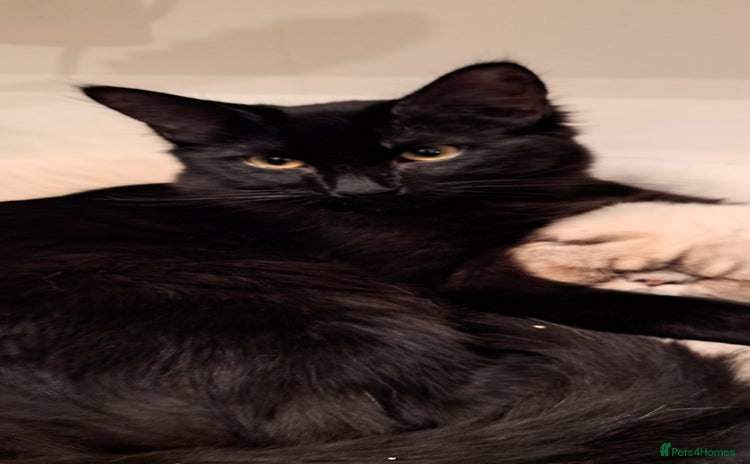 Ragdoll cats 5 month old male ragdoll cross bombay - Advert 6