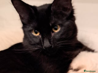 Ragdoll cats 5 month old male ragdoll cross bombay - Advert 1