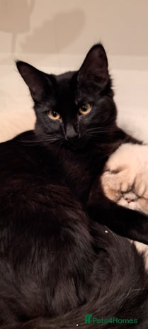 Ragdoll cats 5 month old male ragdoll cross bombay - Advert 6