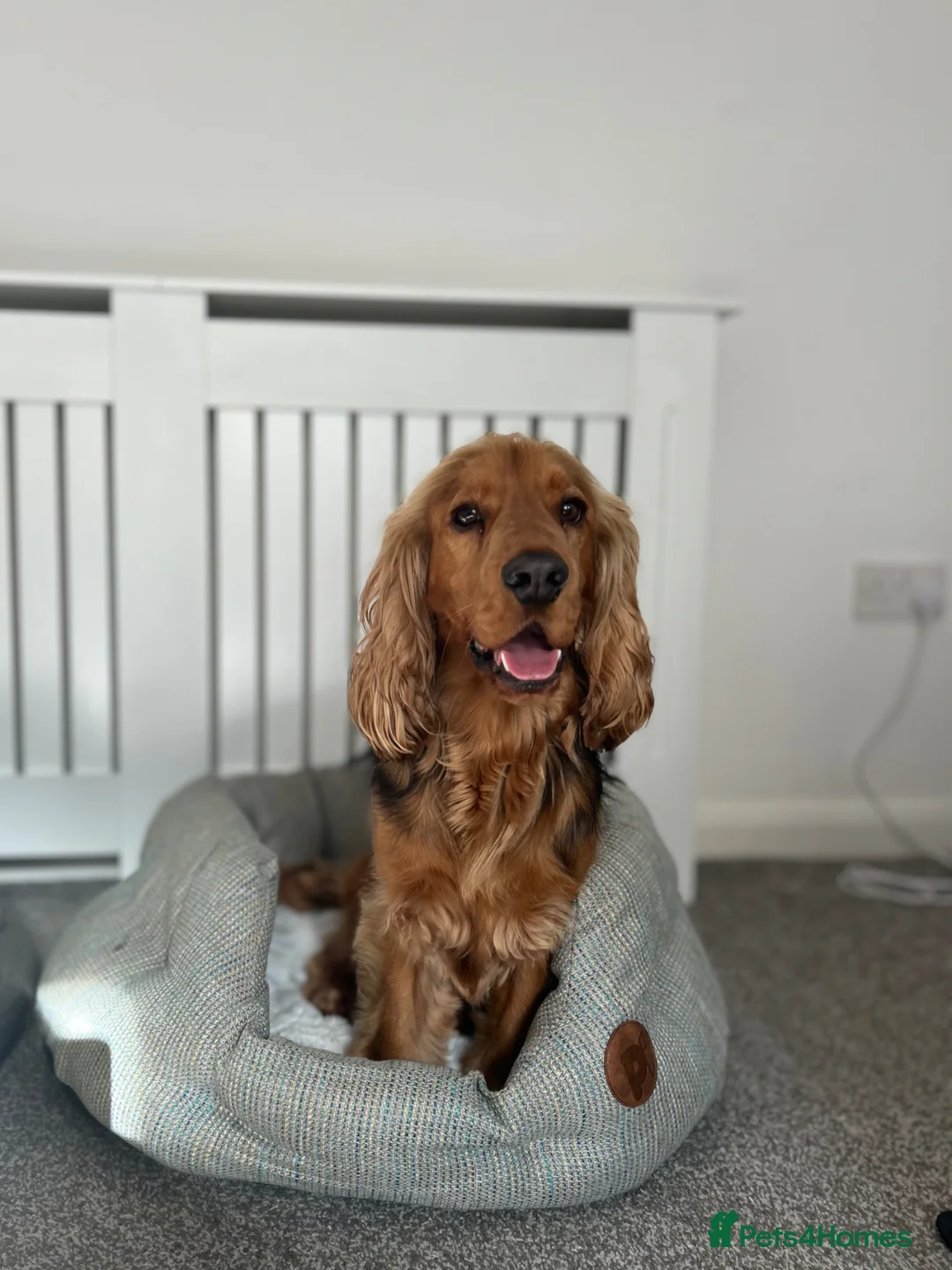 Cocker Spaniel dogs for sale: Two year old male cocker spaniel  in Wolverhampton - Advert 2