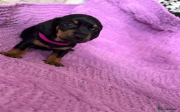Dachshund dogs for sale: Stunning Dachshund Puppies  - Image 19