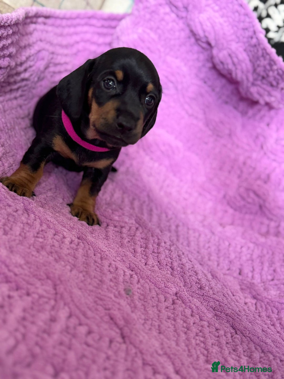 Dachshund dogs for sale: Stunning Dachshund Puppies  - Image 19