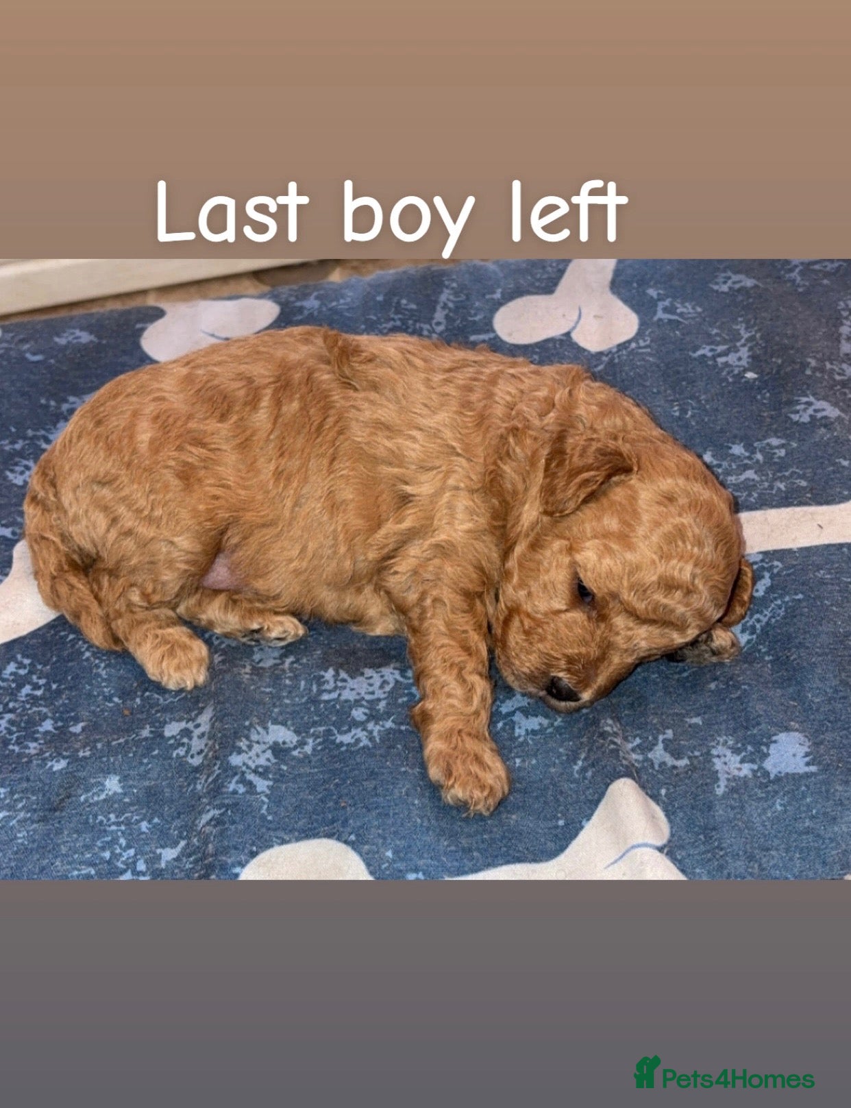 Poochon dogs Tiny adorable poochon/Dad red toy poodle  - Advert 1