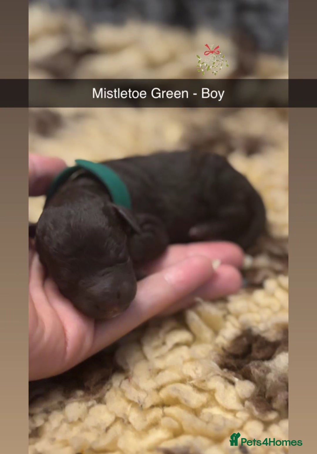 Cockapoo dogs for sale: Beautiful F2B Cockapoo Puppies - Image 6