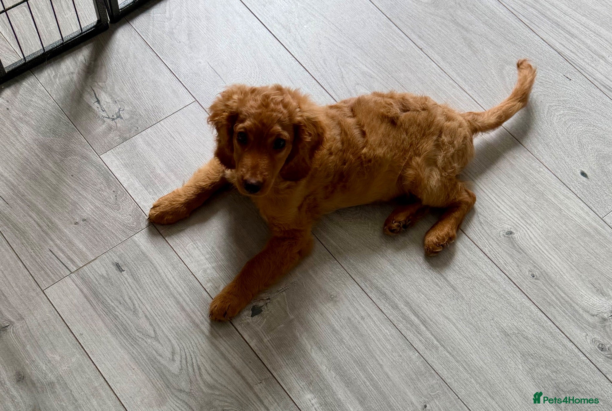 Mixed Breed dogs 12 week puppy - Advert 1