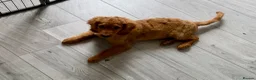 Mixed Breed dogs for sale: 12 week puppy in Clacton-on-Sea - Advert 1