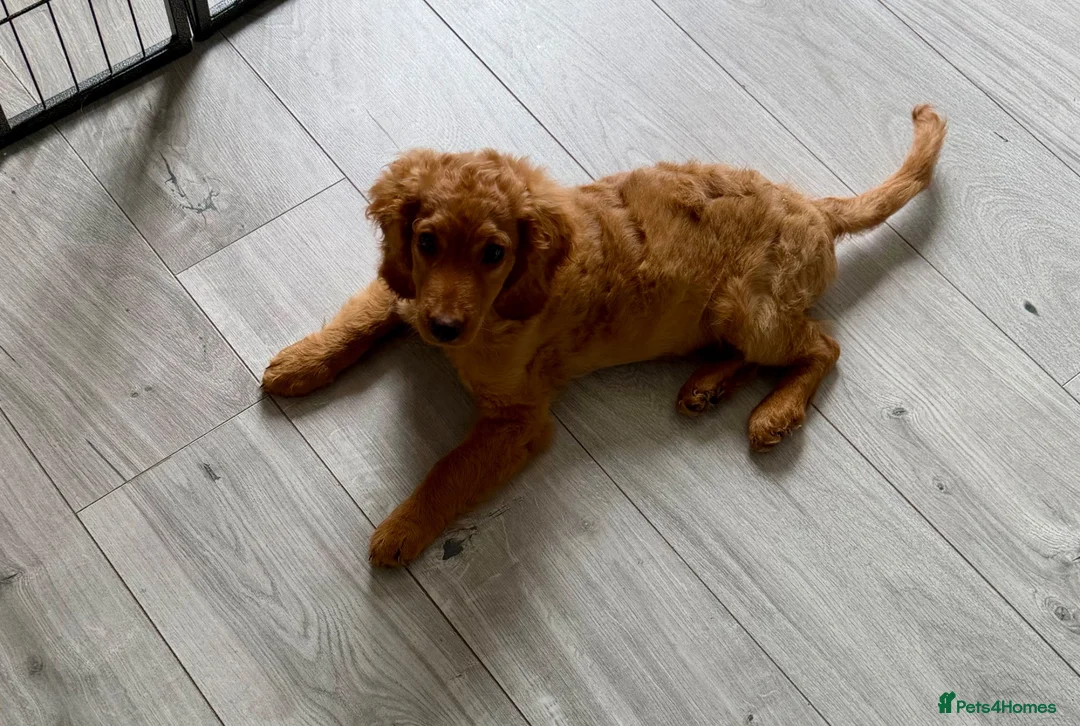 Mixed Breed dogs for sale: 12 week puppy in Clacton-on-Sea - Advert 1