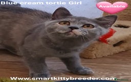 British Shorthair cats for sale: BSH Brother & sister READY NOW! GCCF reg.  in Lowestoft - Image 7