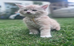 Maine Coon cats for sale: TICA REGISTERED champion Mainecoon kittens in Tring - Image 19