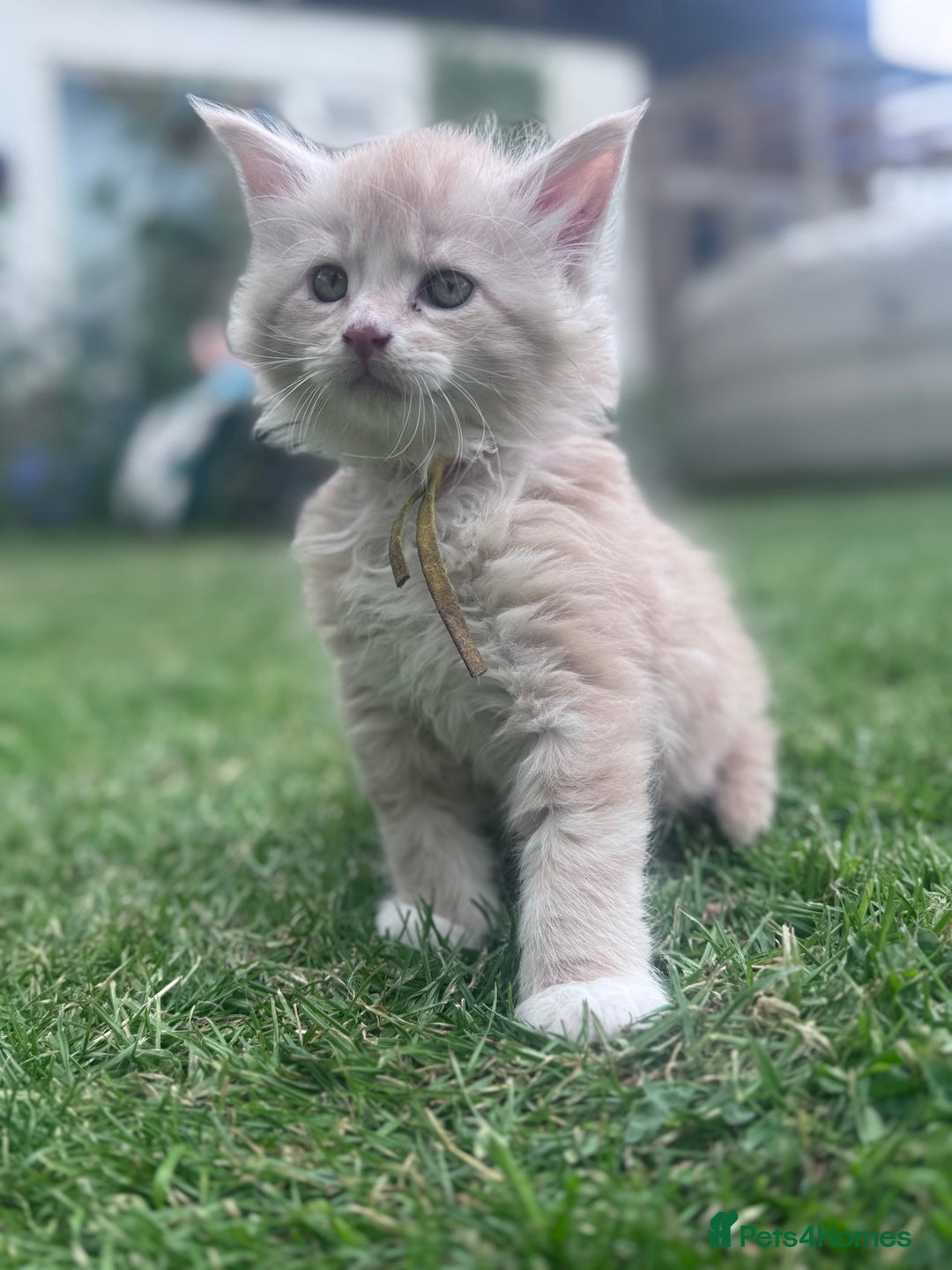 Maine Coon cats for sale: TICA REGISTERED champion Mainecoon kittens in Tring - Image 19