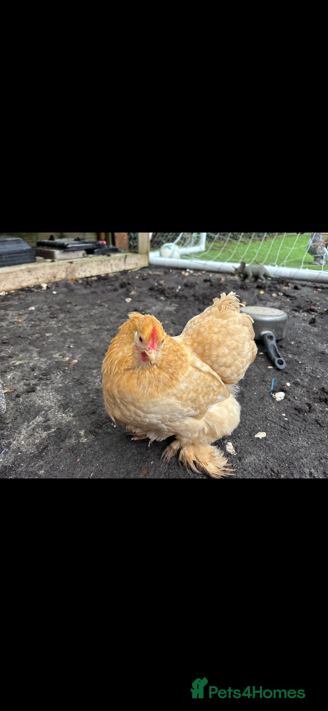 Chickens poultry for sale: Bantam hatching eggs  - Advert 6